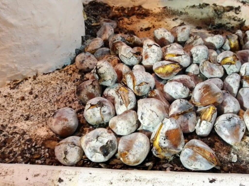 castañas