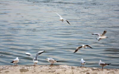 Avistamiento de aves en Rota: paraíso para los amantes de la ornitología